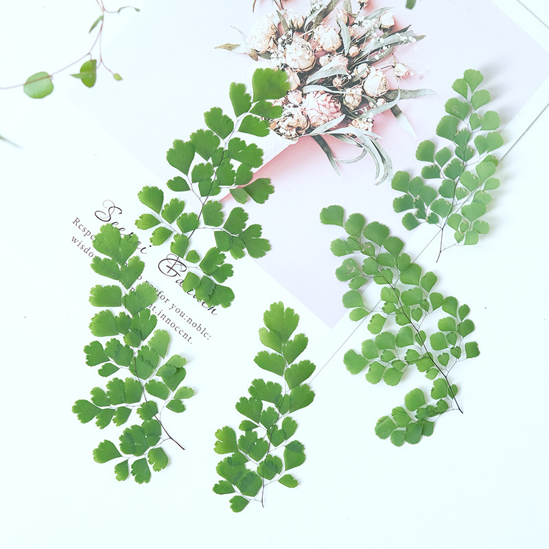 60Pcs Natural Plant Real Flowe - Dried Flower Pressed 리뷰 및 가격