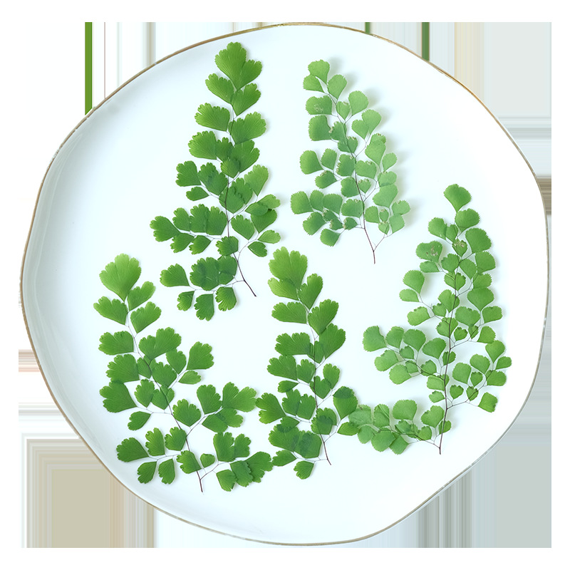 60Pcs Natural Plant Real Flowe - Dried Flower Pressed 리뷰 및 가격