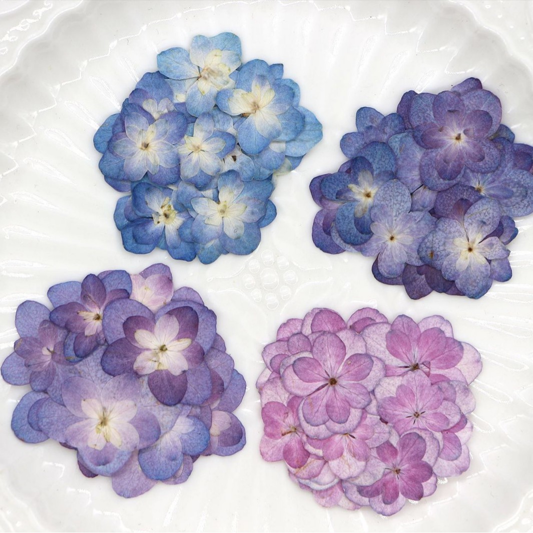 60Pcs Mini Double-Flowered Hyd - Dried Flower Pressed 리뷰 및 가격