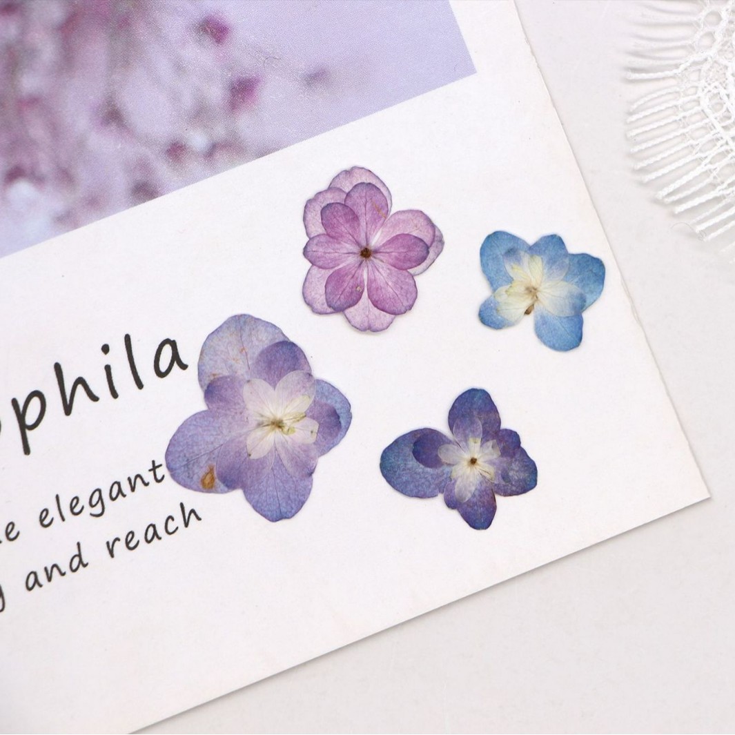 60Pcs Mini Double-Flowered Hyd - Dried Flower Pressed 리뷰 및 가격