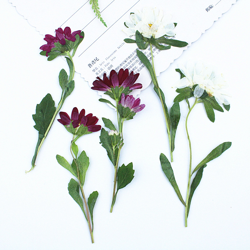 24pcs,Mini Chrysanthemum Press - Dried Flower Pressed 리뷰 및 가격
