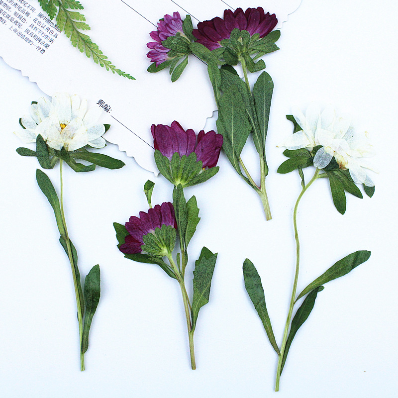 24pcs,Mini Chrysanthemum Press - Dried Flower Pressed 리뷰 및 가격