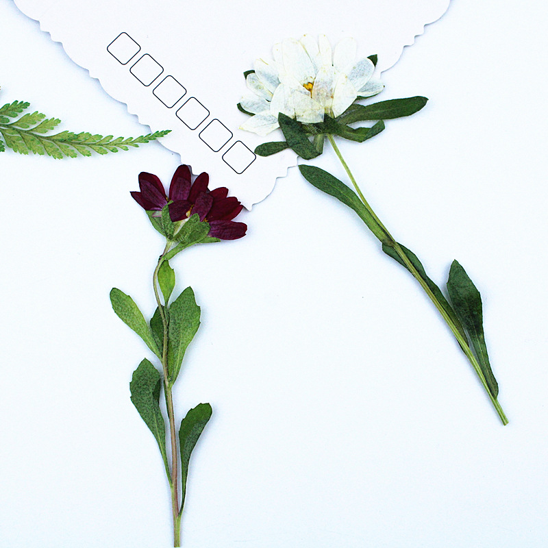 24pcs,Mini Chrysanthemum Press - Dried Flower Pressed 리뷰 및 가격