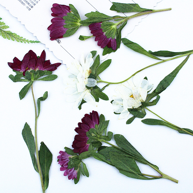24pcs,Mini Chrysanthemum Press - Dried Flower Pressed 리뷰 및 가격
